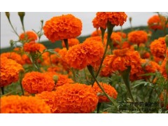 亞芯萬壽菊青貯劑 萬壽菊發酵保存 乳酸菌青貯劑-- 臺灣亞芯生物科技有限公司