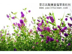 供應(yīng)臺(tái)灣亞芯苜蓿草專用青貯劑-- 臺(tái)灣亞芯生物科技有限公司