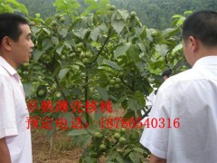 重慶嫁接核桃苗，重慶嫁接核桃苗批發(fā)-- 四川久億農(nóng)林開發(fā)有限公司銷售部