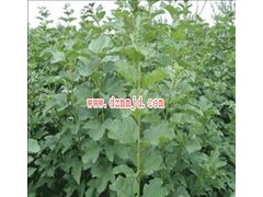 供應保定天目瓊花-- 河北省定州市大型苗木花卉基地
