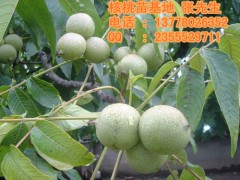 四川核桃苗批發(fā)|核桃苗批發(fā)價(jià)格-- 四川久億農(nóng)林開發(fā)有限公司銷售部