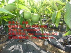 云南在哪里可以買到薄皮核桃苗嫁接核桃苗？多少錢一株？-- 四川久億農林開發有限公司銷售部