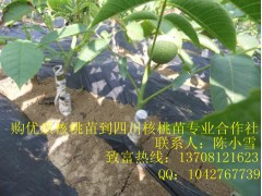 貴州核桃苗，貴州核桃苗供應-- 四川久億農林開發有限公司產品推廣