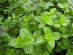 中鼎泰科技專(zhuān)業(yè)批發(fā)各種薄荷香精-- 鄭州中鼎泰科技有限公司