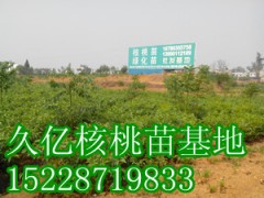 8518核桃苗批發，8518核桃苗價格LXM-- 四川久億農林開發有限公司銷售部