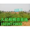 8518核桃苗批發(fā)，8518核桃苗價格LXM