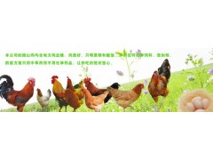 中鼎泰科技專業批發各種跑山雞-- 鄭州中鼎泰科技有限公司