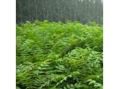 云新核桃苗 薄皮核桃最新價格-- 湖北豐年農業開發有限公司