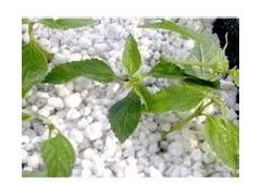 供應花博會推薦產品——農業基質、育苗基質、園藝珍珠巖-- 常州綠能保溫科技有限公司