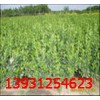 保定哪里的膠東衛(wèi)矛價格便宜？