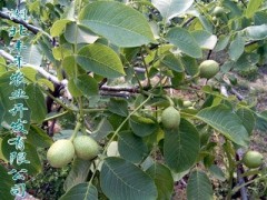 嫁接核桃苗 核桃苗種植中的常見(jiàn)問(wèn)題-- 湖北豐年農(nóng)業(yè)開(kāi)發(fā)有限公司