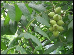 核桃苗 核桃苗栽種季節和花期時間-- 湖北豐年農業開發有限公司