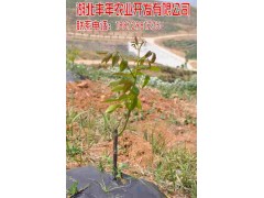 供應隨州清香核桃苗 核桃苗怎樣施肥-- 湖北豐年農業開發有限公司