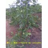 香玲核桃苗批發(fā)價格和管理種植技術(shù)