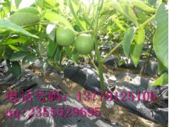 貴州嫁接核桃苗\嫁接核桃苗批發(fā)\嫁接核桃苗價(jià)格-- 四川久億農(nóng)林開(kāi)發(fā)有限公司銷(xiāo)售部