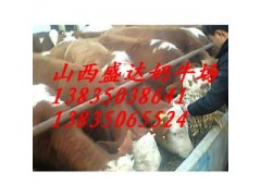 陜西哪里的西門塔爾，夏洛萊肉牛價(jià)格便宜？-- 山西省盛達(dá)奶牛養(yǎng)殖場(chǎng)