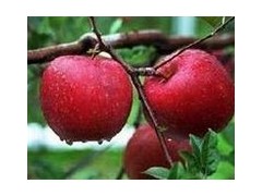 【正宗】煙臺紅富士蘋果苗 m26矮化蘋果苗-- 煙臺市林業局果樹苗木科研基地煙臺矮化蘋果苗