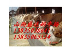 山東西門塔爾，夏洛萊肉牛多少錢？盛達(dá)奶牛養(yǎng)殖場(chǎng)告訴你價(jià)格-- 山西省盛達(dá)奶牛養(yǎng)殖場(chǎng)