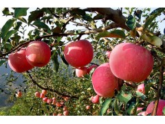 運(yùn)城代理收購(gòu)紅富士蘋果推薦誠(chéng)信商貿(mào)-- 誠(chéng)信商貿(mào)果品信息網(wǎng)銷售部