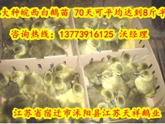 供應優質皖西鵝苗湖北鵝苗多少錢一只-- 江蘇宿遷市天祥禽業